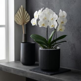2 Pack of 6in Ceramic Cachepot with Clear Orchid Pot - self Watering Indoor Planter with Drainage for Root Visibility,semi Hydro pots for repotting Orchid,Black