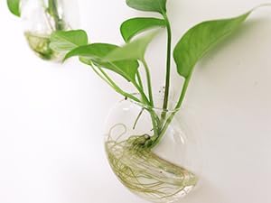 Kingbuy Wall Hanging Glass Planter Propagation Station - 6 Pack Oblate Globe Wall-Mounted Vases for Indoor Hydroponic Air Plants Bathroom Living Room Office Decor Gift for Women, Mom, Plants Lovers