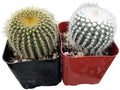 Live Succulent Cactus Plants from USKC (Two 2" Pot Set) (Parodia Cactus 'Golden Ball+ Silver Ball')
