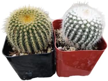 Live Succulent Cactus Plants from USKC (Two 2" Pot Set) (Parodia Cactus 'Golden Ball+ Silver Ball')
