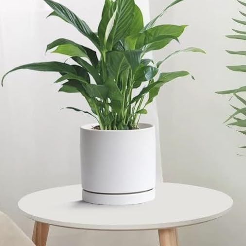 Yukfona Ceramic Plant Saucer Pot Tray White 2pcs-12 Inch, Planter Saucers 4 5 6 7 8 9 10 11 12 Inch for Indoors Outdoor, Durable Sturdy Flower Drainage Tray for Glazed Pots Base (12.5 Inch-2-White)