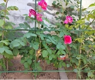 3 Feet Steel Plant Stakes, Garden Plant Stakes 36 Inch,25 Pack Tomato Stakes for Growing Climbing Plants, Potted Plants, Tomatoes, Trees, Cucumber, Beans, Fences Poles