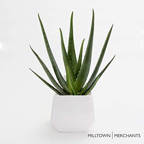 Succulent Wall Planters - White Ceramic Wall Mounted Planters - Succulent Plant Pots - Hanging Vases for Living Wall (1 Pack/Contemporary/White)