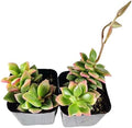 Live Succulent Plants from USKC (Two 2" Pot Set) (Anacampseros rufescens variegata)
