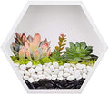 Hanging Hexagon Planter Wall-Mounted Flower Pot Hanging Basket Metal Vase Air Plant Holder Vintage Flower Pot Geometric Planter Succulent Cactus Container (M,White)