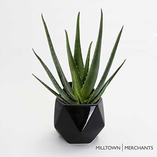 Succulent Wall Planters - Ceramic Wall Mounted Planters - Succulent Plant Pots - Hanging Vases (1 Pack/Geometric/Black)