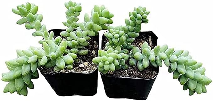 Live Succulent Plants from USKC (Two 2" Pot Set) (Sedum Morganianum Burrito/Donkey Tail)
