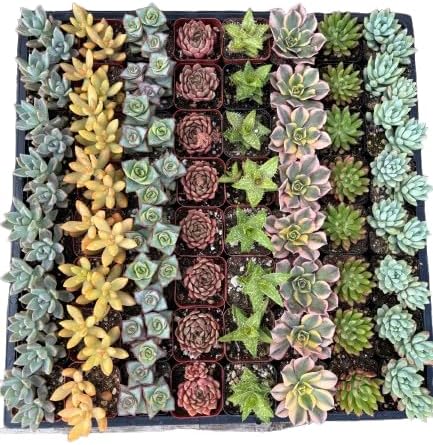 64 Pack Live Succulents Plants Mystery Pack - Variety of Well Rooted Plants in 2 Inch Pots - Real, Small, Assorted Houseplants for Indoor, DIY, Home Decor, Wedding, or Birthday Gifts