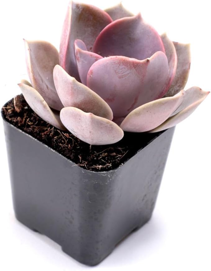Mountain Crest Gardens Assorted Succulents Bulk Pack - 100 Live Plants in 2 Inch Pots - Real Indoor/Outdoor Succulents for DIY, Gifts, Weddings, and Home Decor
