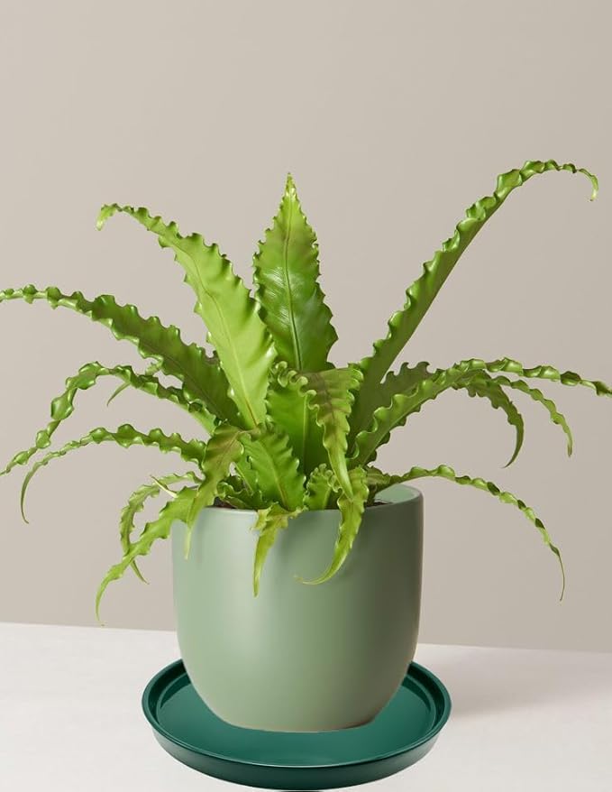Yukfona Ceramic Plant Saucer Pot Tray 10 Inch, Planter Saucers 4 5 6 7 8 9 10 11 12 13 Inch for Indoors Outdoor, Durable Sturdy Flower Drainage drip Water Tray for Glazed Pots Base (10.7 Inch-Green)