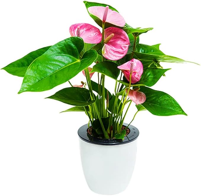 5 Pack Lazy Flower Pots Water Plants Pot/Self Watering Planter with Visible Water Level,Flower Root Care Seedlings Nursery Pot Planter Plants Pots Indoor Out Flowerpot Window Balcony (White)