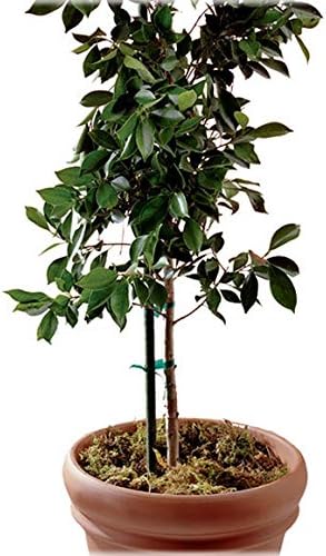 2' GRN MTL Plant Stake