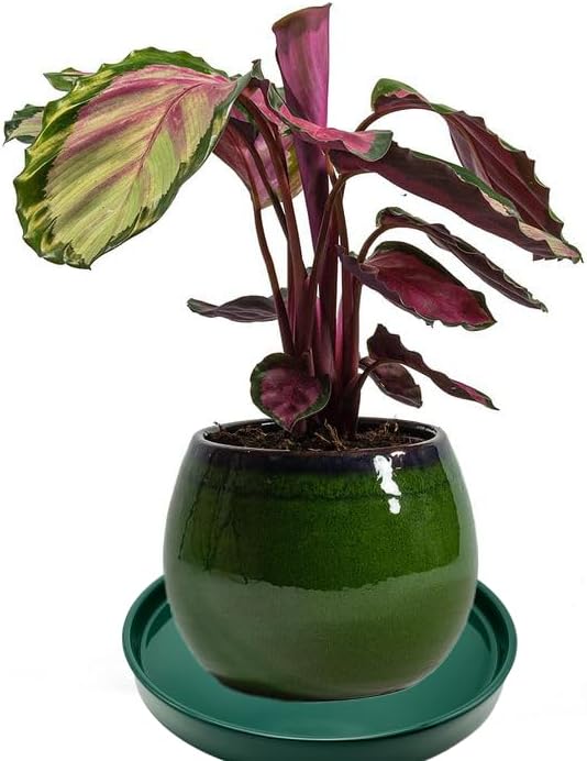 Yukfona Ceramic Plant Saucer Pot Tray 10 Inch, Planter Saucers 4 5 6 7 8 9 10 11 12 13 Inch for Indoors Outdoor, Durable Sturdy Flower Drainage drip Water Tray for Glazed Pots Base (10.7 Inch-Green)