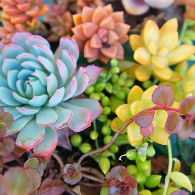 15 Assorted Succulent Cuttings
