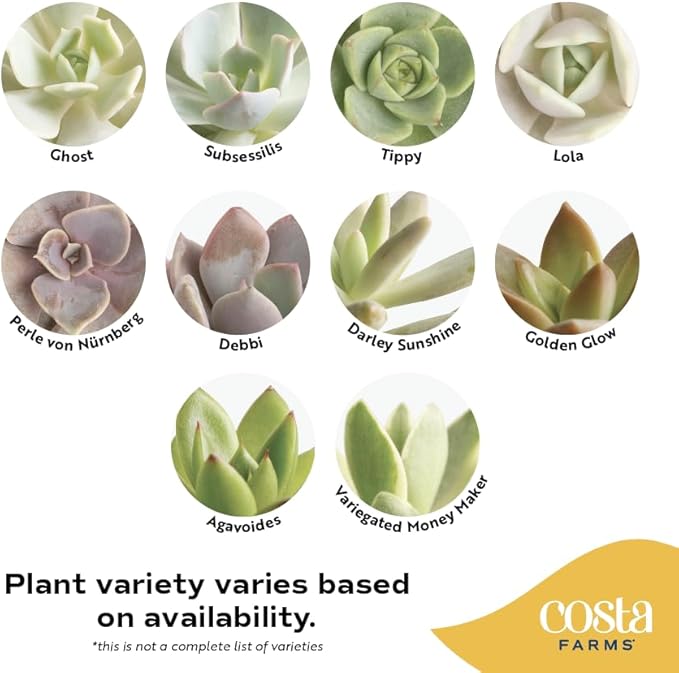 Costa Farms Mini Live Succulents, Echeveria Houseplant, Beautiful Live Indoor Plants in Cute Décor Stone Planter Pots, Great Gift for Perfect Room Décor, 4-Inches Tall (2-Pack)