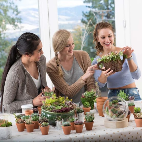 Mountain Crest Gardens Ultimate Succulent Variety Pack - 12 Unique Live Plants, Many Types, Rooted in 2 inch Pots - Indoor/Outdoor Real Succulents for Garden Decor, Favors, DIY Arrangements