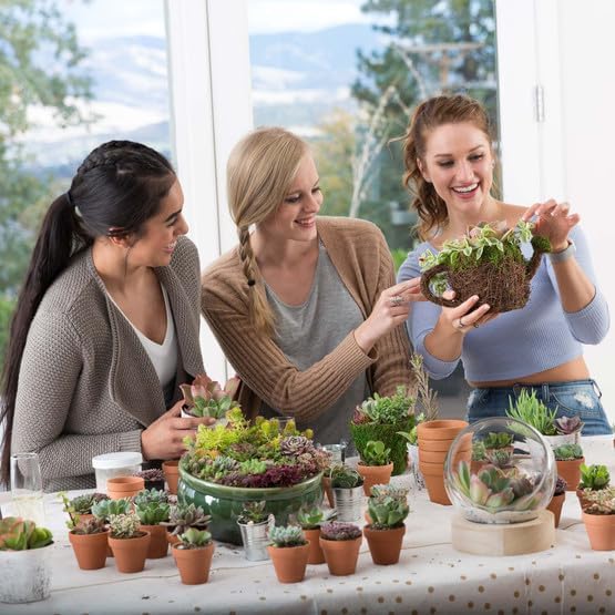 Mountain Crest Gardens Ultimate Succulent Variety Pack - 50 Unique Live Plants, Many Types, Rooted in 2 inch Pots - Indoor/Outdoor Real Succulents for Garden Decor, Favors, DIY Arrangements
