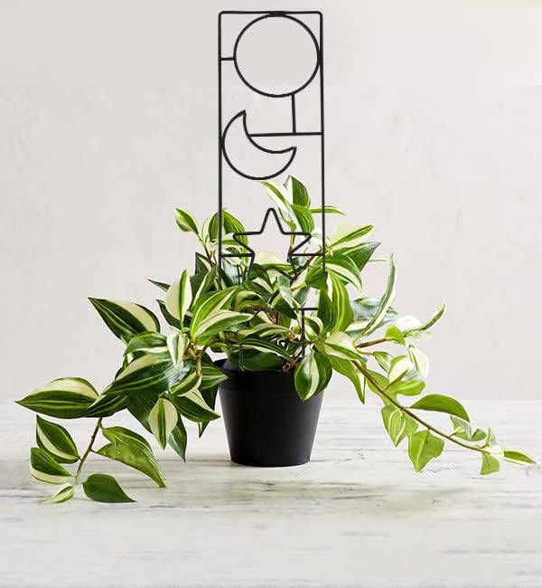 Wellsign Plant Trellis for Climbing Plants Indoor, 15.94Inch Small Garden Metal Houseplant Trellis for Potted Plants Outdoor with 4 Patterns for Vine Ivy Flower Plant Support Lover Gifts Lattice