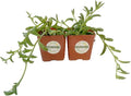 Live Succulent Plants from USKC (Two 2" Pot Set) (String of Bananas+Dolphins)