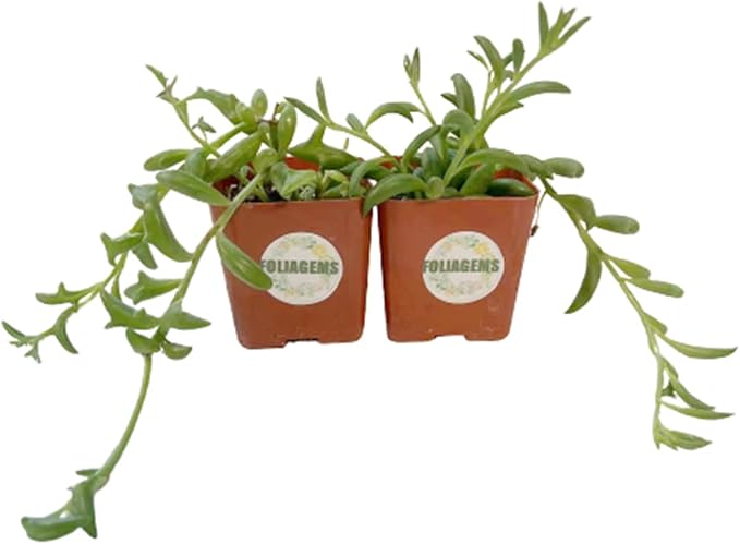 Live Succulent Plants from USKC (Two 2" Pot Set) (String of Bananas+Dolphins)