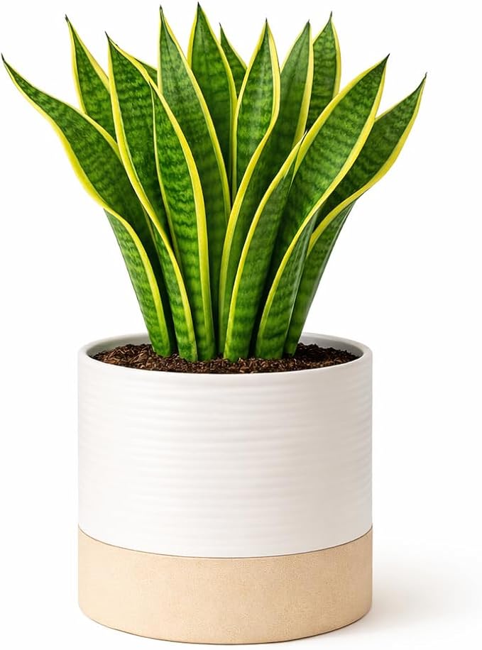 Ceramic Self Watering Plant Pots – 6 Inch Planter for Indoor House Plants with Drainage & Water Storage for Succulents (White & Beige, 7" Tall)