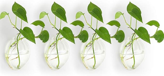 NUPTIO Hanging Planter Wall Terrarium: Glass Plant Holder 4 PCS Water Planting Vases Succulents Container Hydroponics Pots Clear Propagation Station Airplant Display for Office Home Living Room Gifts