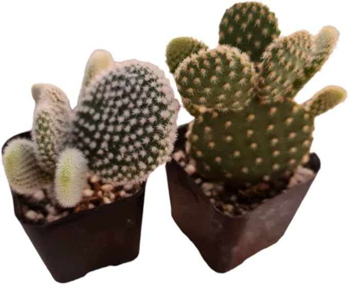 Live Succulent Cactus Plants from USKC (Two 2" Pot Set) (Bunny Ears Cactus)