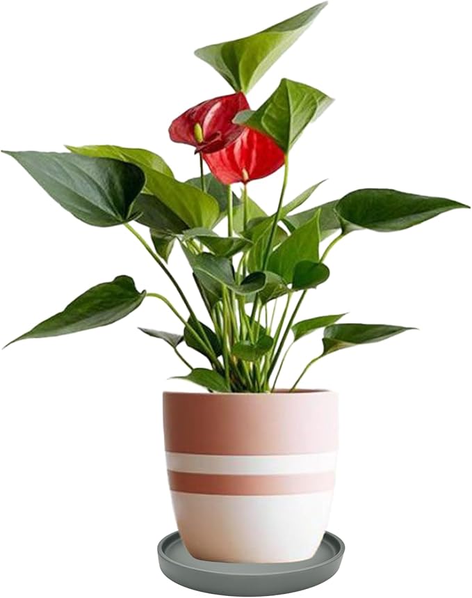 Yukfona Ceramic Plant Saucer Pot Tray 12 Inch, Planter Saucers 4 5 6 7 8 9 10 11 12 13 Inch for Indoors Outdoor, Durable Sturdy Flower Drainage drip Water Tray for Glazed Pots Base (12.7 Inch-Grey)