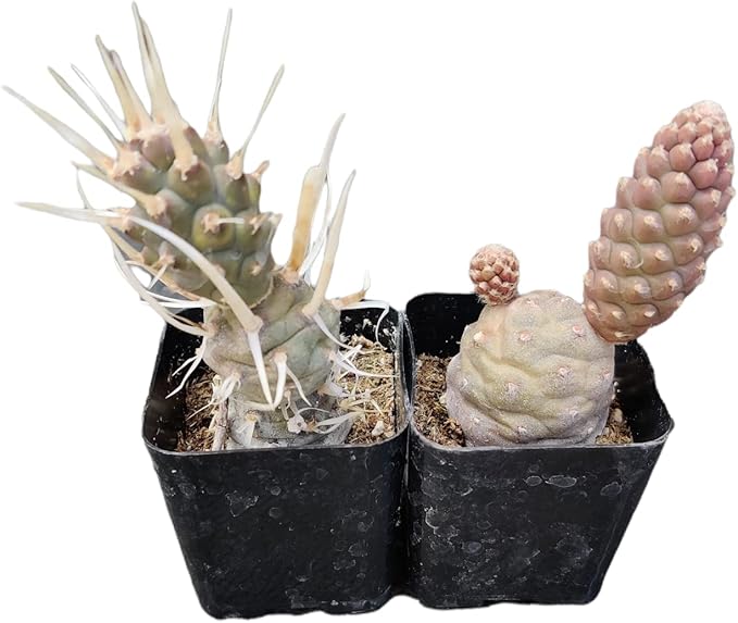Live Succulent Cactus Plants from USKC (Two 2" Pot Set) (Pine Cone Cactu+Paper Spine Cactus)