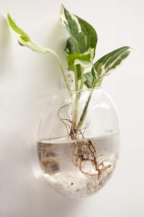 Mkono Wall Hanging Glass Terrariums Planter Oblate Flower Vase for Hydroponics Plants, Bathroom, Home Office Living Room Decor, Set of 6(Plants not Included)
