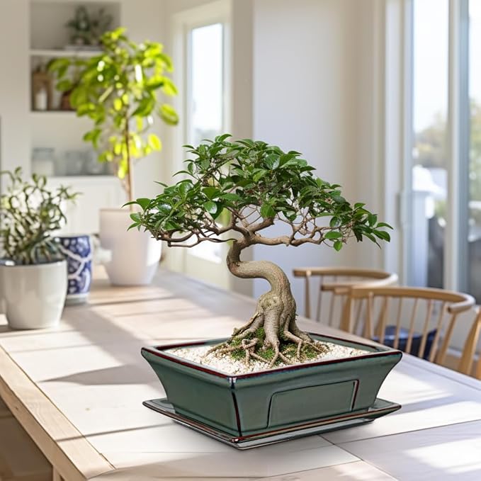 Large Ceramic Bonsai Pots with Drainage Trays Set of 2, 10" Green Glazed Bonsai Planters for Indoor/Outdoor Use, Rectangular Shallow Bonzai Tree Pot for Succulent, Orchids, Cacti, Home, Patio, Garden,
