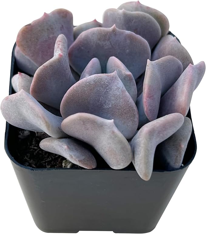 Sprout N Green Purple Succulents Collection, 3 Live Succulent Plant Fully Rooted in 2 inch Starter Pot, Home Office Indoor Outdoor Wedding Decoration DIY Projects Party Favor