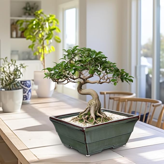 Set of 2 Large Green Glazed Ceramic Bonsai Pots, 10" Rectangular Bonsai Planters Pots with Drainage Hole for Indoor/Outdoor Plants, Bonzie Tree Pot for Succulents, Cacti, Orchids, Herbs, Spider Plants