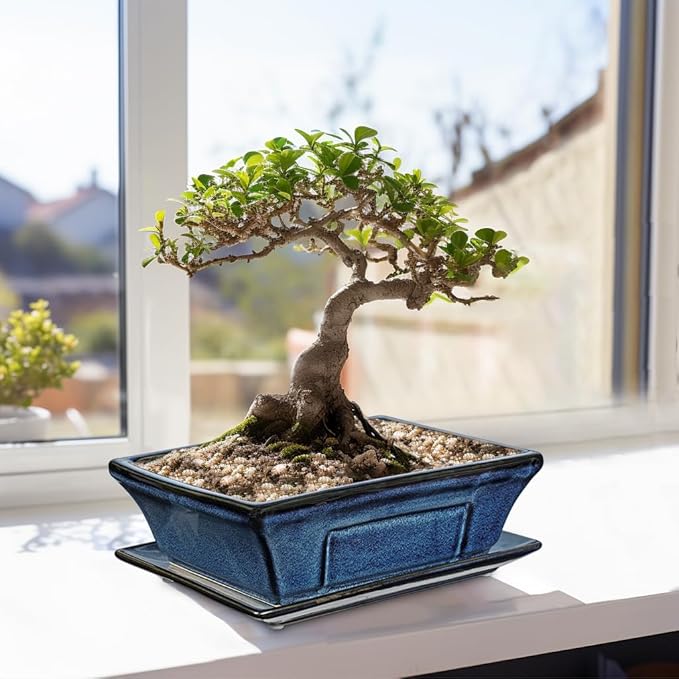 Large Ceramic Bonsai Pots with Drainage Trays Set of 2, 10" Blue Glazed Bonsai Planters for Indoor/Outdoor Use, Rectangular Shallow Bonzai Tree Pot for Succulent, Orchids, Cacti, Home, Patio, Garden