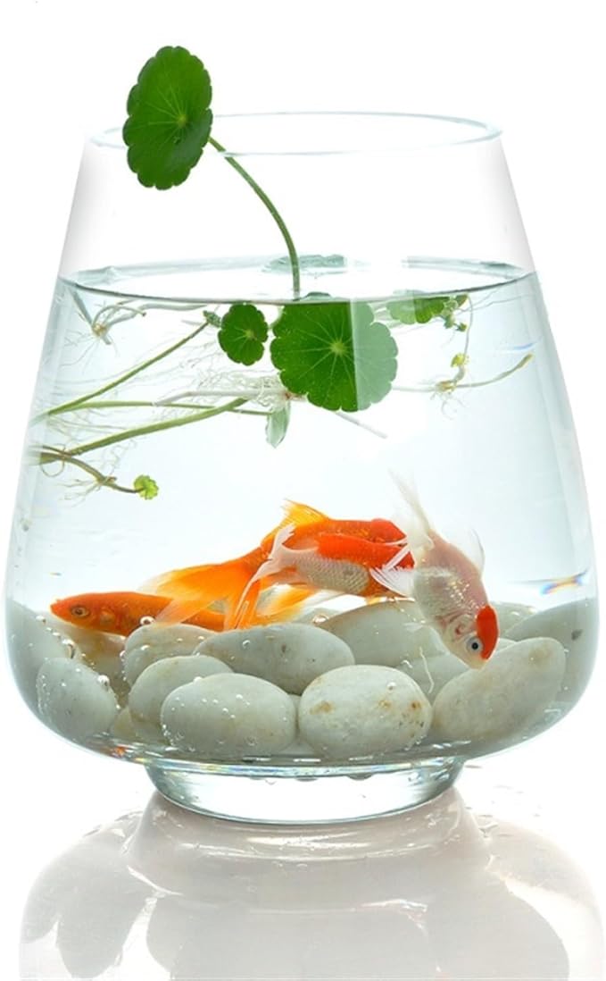 Decor Creative Transparent Glass Fish Tank Aquarium Desktop Living Room Small Goldfish Aquarium Office Hydroponics Plant Planter Starter(Large)