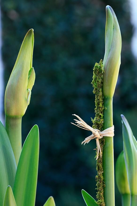 SuperMoss (22050) Moss Stakes Preserved, Fresh Green, 18" (Pack of 6)