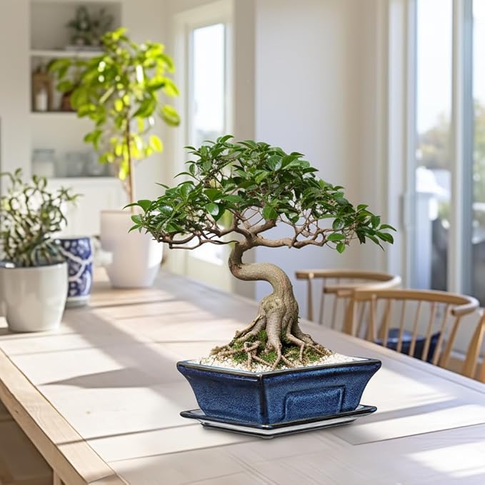 Ceramic Bonsai Pots with Drainage Tray Set of 2, 6 Inch Blue Glazed Bonsai Planters for Indoor/Outdoor Use, Shallow Rectangular Bonzai Tree Pots for Succulent, Orchids, Cacti, Home, Patio, Garden