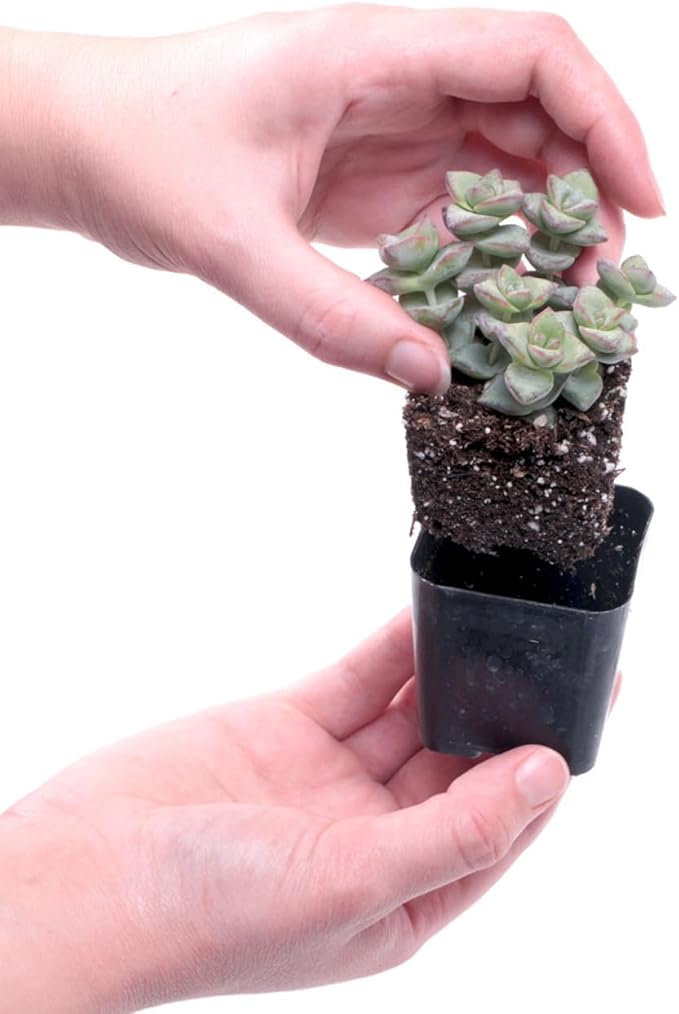 Mountain Crest Gardens Ultimate Succulent Variety Pack - 6 Unique Live Plants, Rooted in 2 inch Pots - Indoor/Outdoor Real Succulents for Garden Decor, Favors, DIY Arrangements