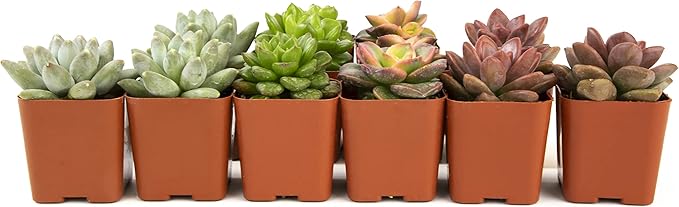 Altman Plants, Live Succulent Plants (12 Pack) Assorted Potted Succulents Plants Live House Plants in Cacti and Succulent Soil Mix, Cactus Plants Live Indoor Plants Live Houseplants in Planter Pots