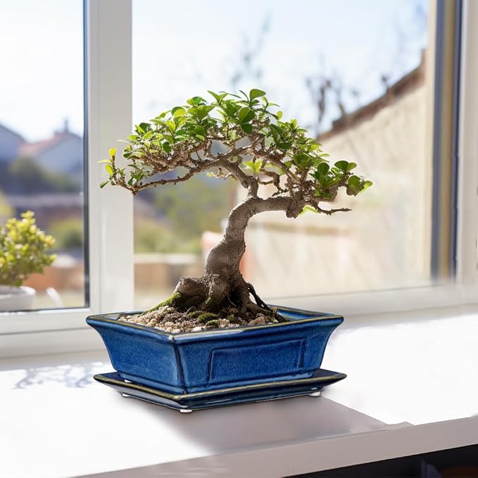 Villa Como Bonsai Pots Small Shallow Succulent Planters for Live Bonsai Trees Set of 2, 7.5" Ceramic Pot for Succulents Indoor with Drainage Hole and Saucer, Outdoor Cactus Plant Bonsai Pot