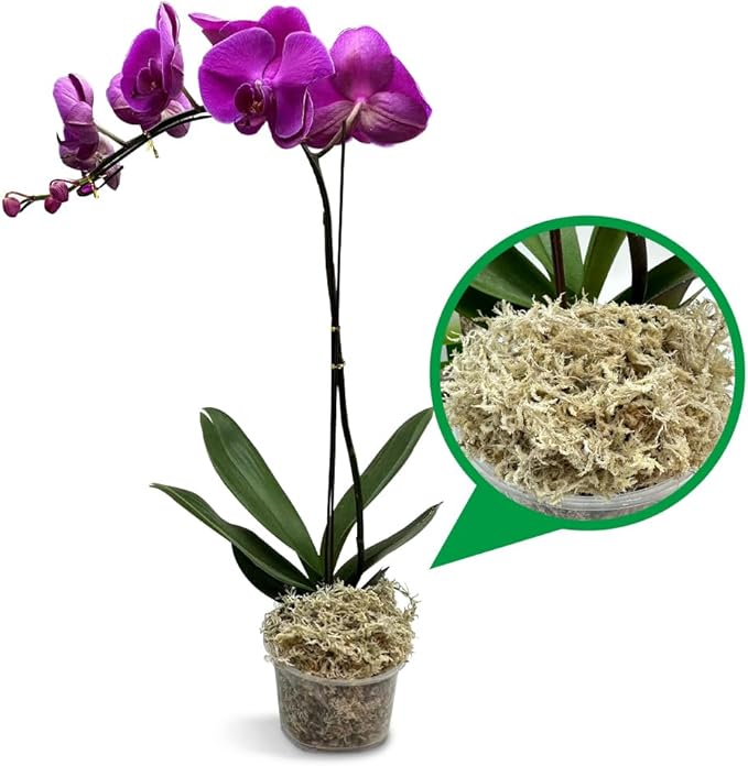 Natural Long Fiber Sphagnum Moss 34QT for Orchid Potting Mix, and Moss Pole for Plants Indoor. Ideal for Propagating Plants, Maintaining Humidity for Reptiles, Isopods in Paludarium, Aquascape (10 OZ)