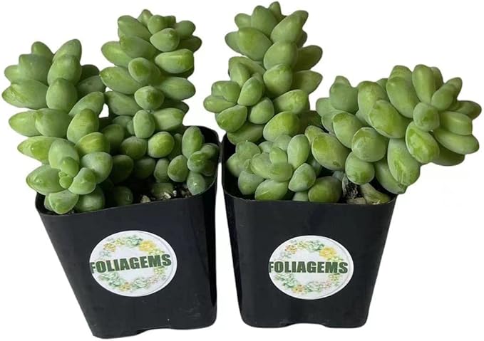 Live Succulent Plants from USKC (Two 2" Pot Set) (Sedum Morganianum Burrito/Donkey Tail)
