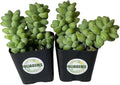 Live Succulent Plants from USKC (Two 2" Pot Set) (Sedum Morganianum Burrito/Donkey Tail)
