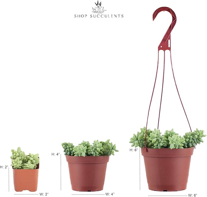 Shop Succulents Pastel Succulent Plant Pack Collection - Live Mini Succulent Plants, Low Maintenance, Bright & Serene Colors & Textures - Wedding and Party Favors, Gift & Garden, Pack of 6