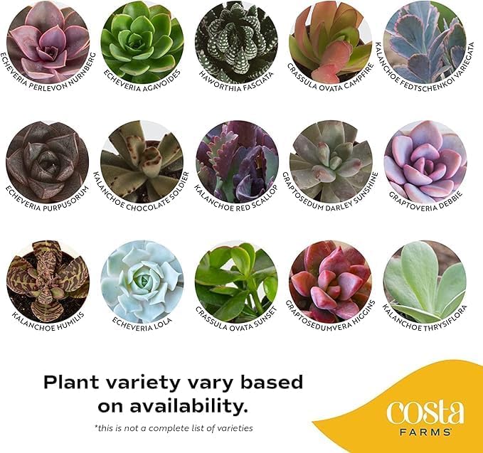 Costa Farms Mini Succulent Live Plants in Plastic Pots, Easy to Maintain Indoor Succulents, Houseplants for Home, Room, or Office Decor, House Warming or Party Favors, 2-3.5 Inches Tall, Pack of 12