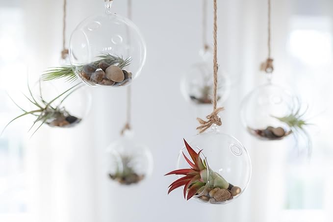 Premium Florida-Grown Collection of Tillandsia Air Plants - Wholesale and Bulk - Succulents - Live Tillandsia - Easy Care Indoor and Outdoor House Plants (Set of 5)