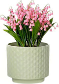 6 Inch Ceramic Pots for Indoor Plants with Drainage Hole & Floral Design, Planter for Home Decor on Windowsill, Tabletop, Office (Light Green)