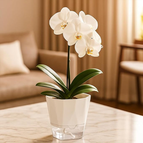 12 Pack Self Watering Pots for Indoor Plants, 5 Inches Self Watering Planters Small African Violet Self Watering Clear Pots for Plants Herb Orchid Flower Houseplant Pots, White