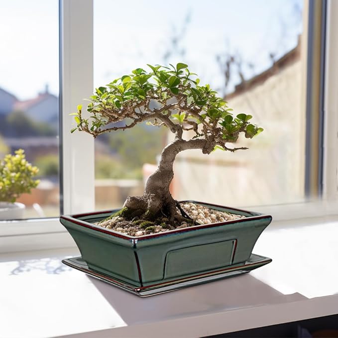 Large Ceramic Bonsai Pots with Drainage Trays Set of 2, 10" Green Glazed Bonsai Planters for Indoor/Outdoor Use, Rectangular Shallow Bonzai Tree Pot for Succulent, Orchids, Cacti, Home, Patio, Garden,