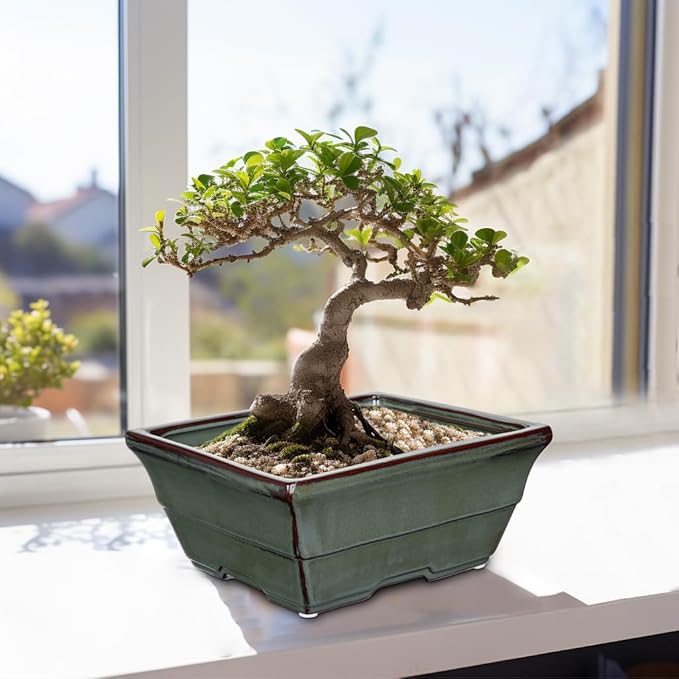 Set of 2 Large Green Glazed Ceramic Bonsai Pots, 10" Rectangular Bonsai Planters Pots with Drainage Hole for Indoor/Outdoor Plants, Bonzie Tree Pot for Succulents, Cacti, Orchids, Herbs, Spider Plants
